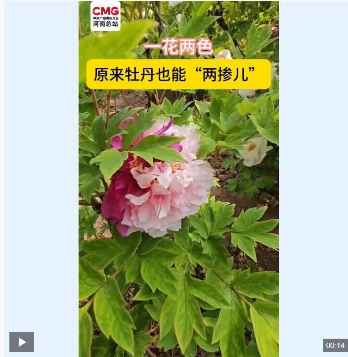 加载失败